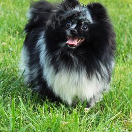 Pomeranian All Grown Up from My Precious Poms