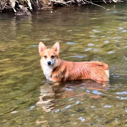 Olive - Pembroke Welsh Corgi