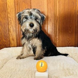 Penny - Blue and gold female Yorkshire Terrier puppy in Marion, Indiana from Brandon's Yorkshire Terriers