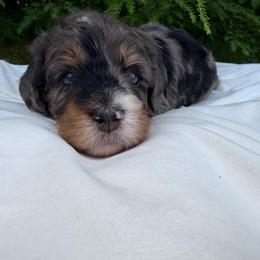 Miss Justice - Merle female Bernedoodle puppy in Hegins, Pennsylvania from Bubbling Springs Doodles, LLC