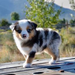 BMF-4 - Blue merle female Miniature American Shepherd puppy in Baker City, Oregon from Back Country Aussies