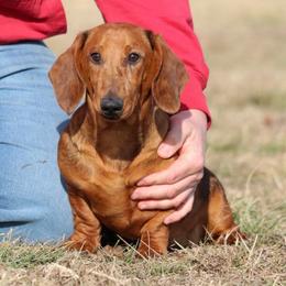 Dasher - Dapple male Dachshund puppy in Red Bud, Illinois from Midwest Miniature Dachshunds