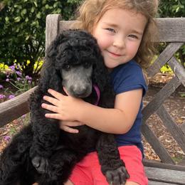 Slyvie (light pink collar) - Silver female Poodle puppy in Batavia, Ohio from The Livezey Standard-CKCS and Standard Poodles