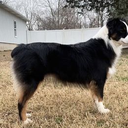 Dixie - Miniature Australian Shepherd