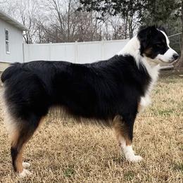 Dixie - Miniature Australian Shepherd