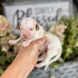 Chocolate Chip - Parti male Pyredoodle puppy in Bowling Green, Ohio from FDF Pyredoodles & Bernedoodles
