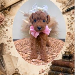 Fable - Red  female Goldendoodle puppy in Norcross, Georgia from Teddy Puppies