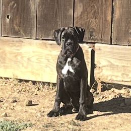 Ares - Brindle male Boxer puppy in Gustine, California from Spicchio d'Aglio Boxers