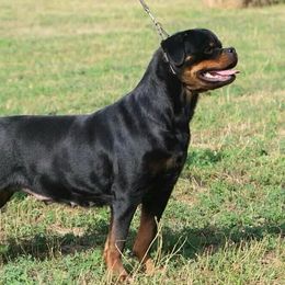 SIMBA - Rottweiler
