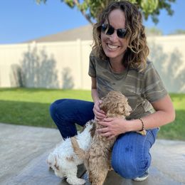 Goldendoodle Puppies from Mumzee Doodles