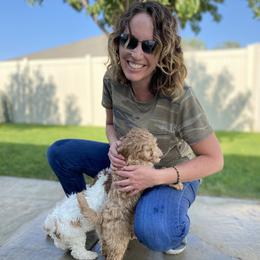 Goldendoodle Puppies from Mumzee Doodles