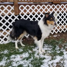 Duke - Collie
