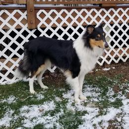 Duke - Collie