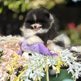 Luke - Tri-colored male Pomeranian puppy in Stockton, California from Pommiepalace