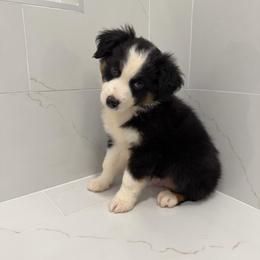Sonny - Black tri male Miniature American Shepherd puppy in Baker, Florida from East to Western Aussies