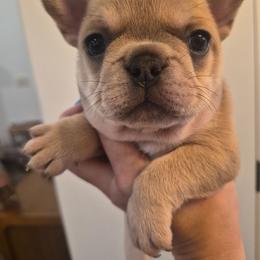 Sally - Fawn and white female French Bulldog puppy in Salina, Kansas from Peace Love frenchies