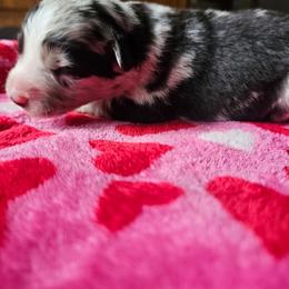 Mojito - Blue merle female Miniature American Shepherd puppy in New Providence, Pennsylvania from Tons of Kisses