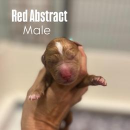 Red Boy - Red male Bernedoodle puppy in Sulphur, Louisiana from Curly Q’s Of Carlyss