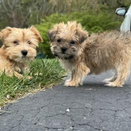 Morkies from Pawsitive Paws🐾