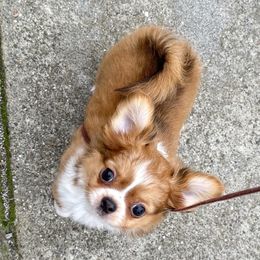 Paddy - Chihuahua