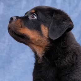 Rottweiler puppies from West Desert Rottweilers