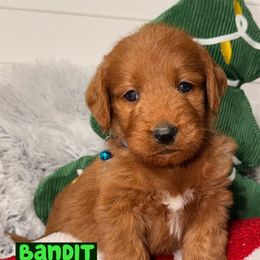 Bandit - Red male Labradoodle puppy in Beecher, Illinois from Erica’s Doodles