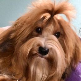 Strawberry - Havanese