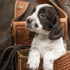 English Cocker Spaniels from SunSage Sporting Dogs