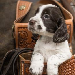English Cocker Spaniels from SunSage Sporting Dogs