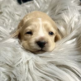 Girl 2 - Cream female Dachshund puppy in Bartlesville, Oklahoma from OkieDokieDox