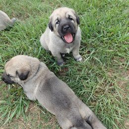 Kangal Puppies from DASA Ridge Kangals