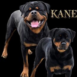 Rottweiler puppies from Spoon River Rottweilers