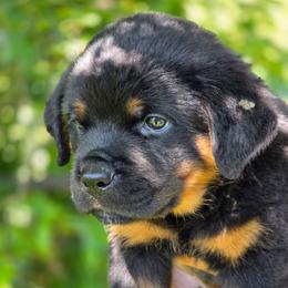 Gordon - Black and mahogany male Rottweiler puppy in Cottage Grove, Oregon from Divine Rottweilers
