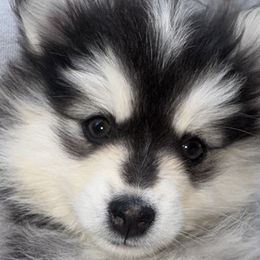 Pomskies from Garden state pomskies