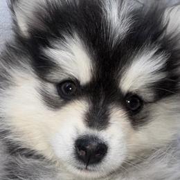 Pomskies from Garden state pomskies