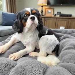 Mia - Cavalier King Charles Spaniel