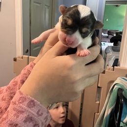 Girl 1 - Pembroke Welsh Corgi puppy in Ohio from Ohio Corgi Love Pups
