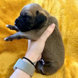 Dozer - Fawn male Great Dane puppy in Jerusalem, Arkansas from Mara Danes
