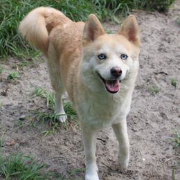 Ariel - Pomsky