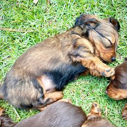 Dachshund Puppies from TrimDachHaus
