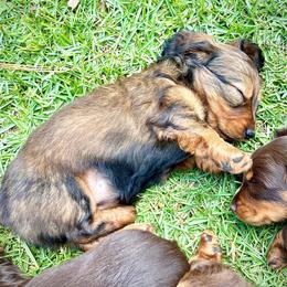 Dachshund Puppies from TrimDachHaus