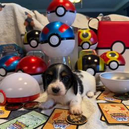 Fiona - Black and cream female Dachshund puppy in Hudson, Michigan from Mittentail Kennel Miniature Dachshunds & Australian Shepherds