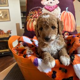 Autumn - Red  female Goldendoodle puppy in Chino Valley, Arizona from Bass Creek Doodles