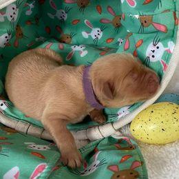 Golden Retriever Puppies from Golden On The Hill