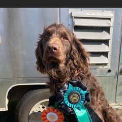 Gunner - Boykin Spaniel