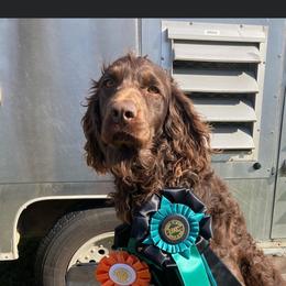 Gunner - Boykin Spaniel
