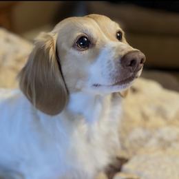 Cooper - Dachshund