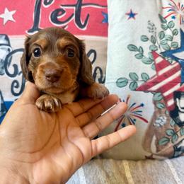 Leia - Chocolate and tan female Dachshund puppy in Rialto, California from DashiesDachLLC