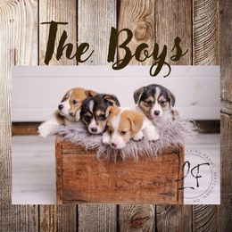 Pembroke Welsh Corgi Puppies from Laird Farms