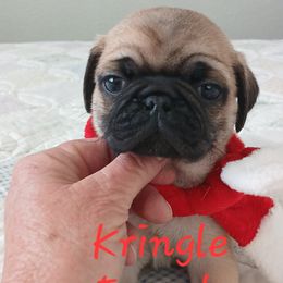 Kringle - Fawn male Pug puppy in Concho Valley, Arizona from Agape Pugs